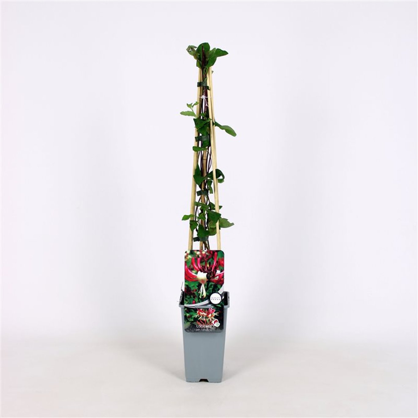 Lonicera per. 'Serotina' - C2 70/+ CM